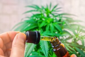 Cannabis CBD oil against marijuana plant
