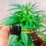 Cannabis CBD oil against marijuana plant