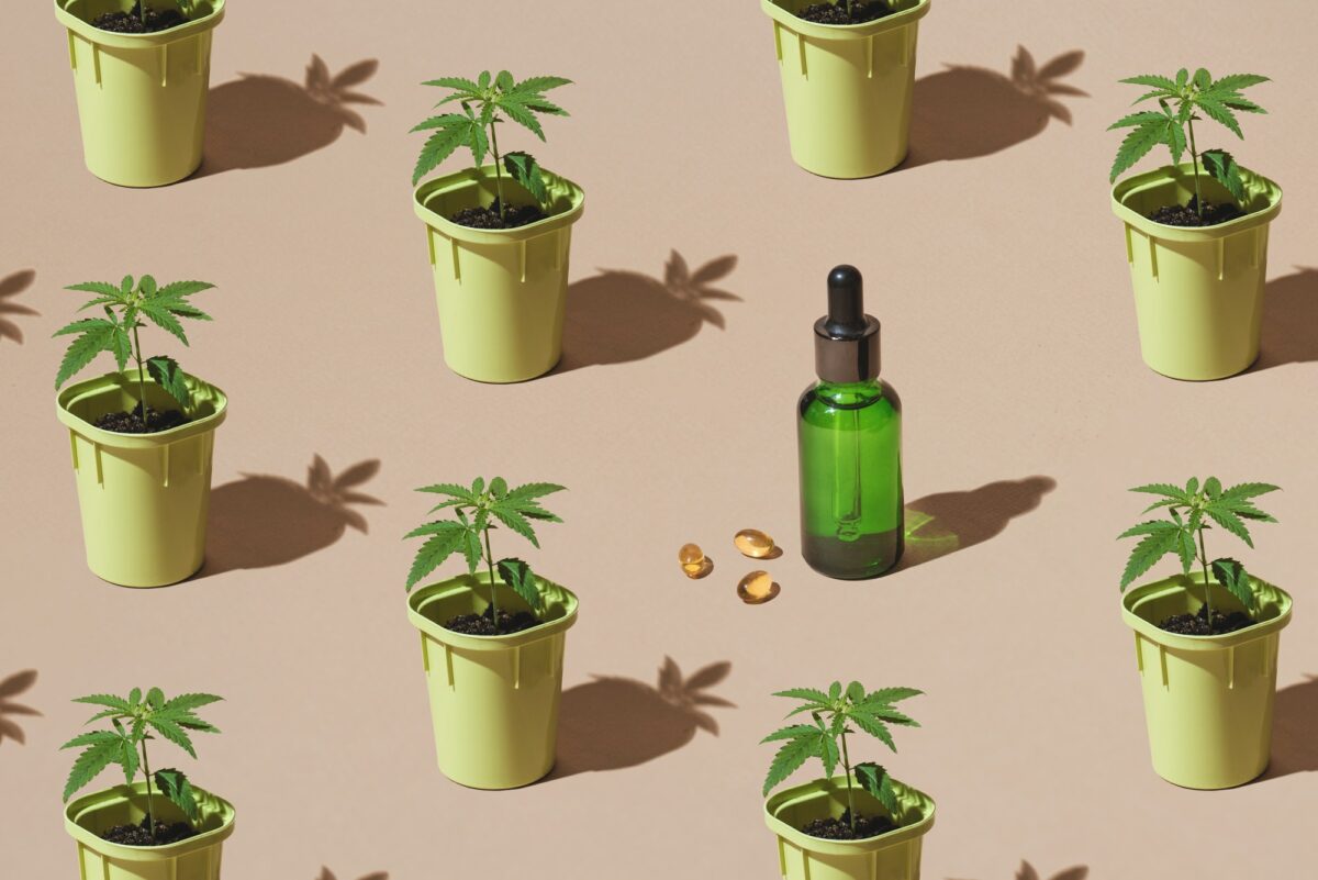 Cannabis seedlings in pots and bottle of CBD oil, with sun shadow, pattern