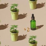 Cannabis seedlings in pots and bottle of CBD oil, with sun shadow, pattern