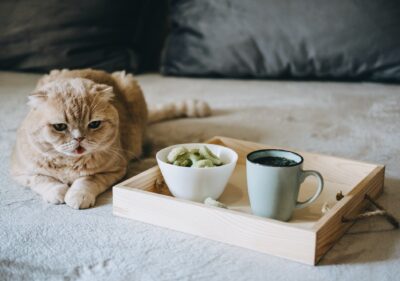 CBD Edibles, CBD-Infused Snacks, Hemp wafers with cannabis. Testy CBD Snacks in bowl and cup of