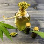 CBD oil and flower buds