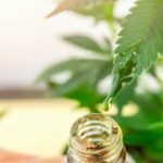 Close up of Cannabis plant leaf with CBD or THC oil drop from medical marijuana