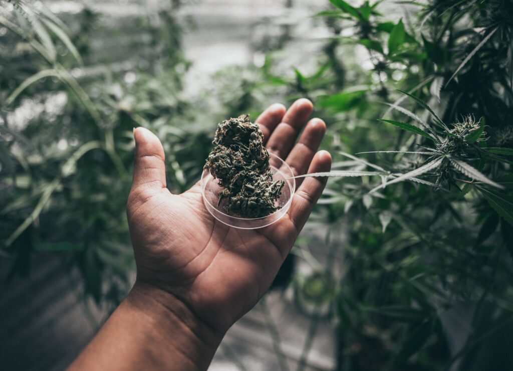 Grinder A lot of marijuana fresh buds of cannabis weed