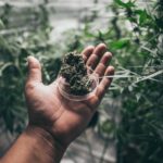 Grinder A lot of marijuana fresh buds of cannabis weed