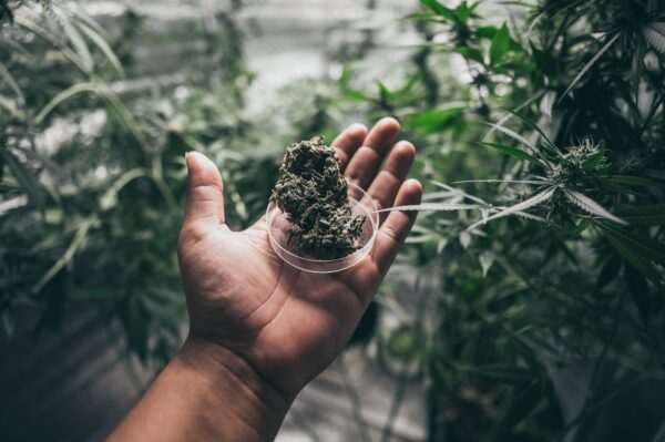 Grinder A lot of marijuana fresh buds of cannabis weed