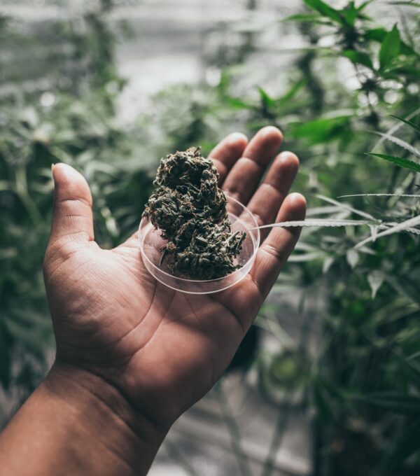 Grinder A lot of marijuana fresh buds of cannabis weed