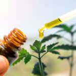 Hand holding cannabis Cbd oil