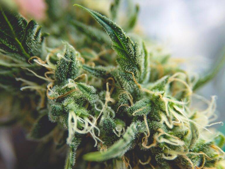 Cannabinoide kaufen