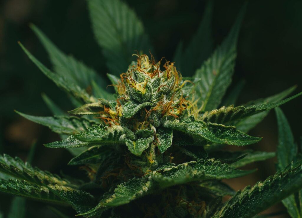 close up shot of marihuana bud blooming