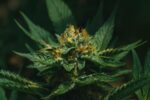 close up shot of marihuana bud blooming