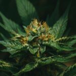 close up shot of marihuana bud blooming