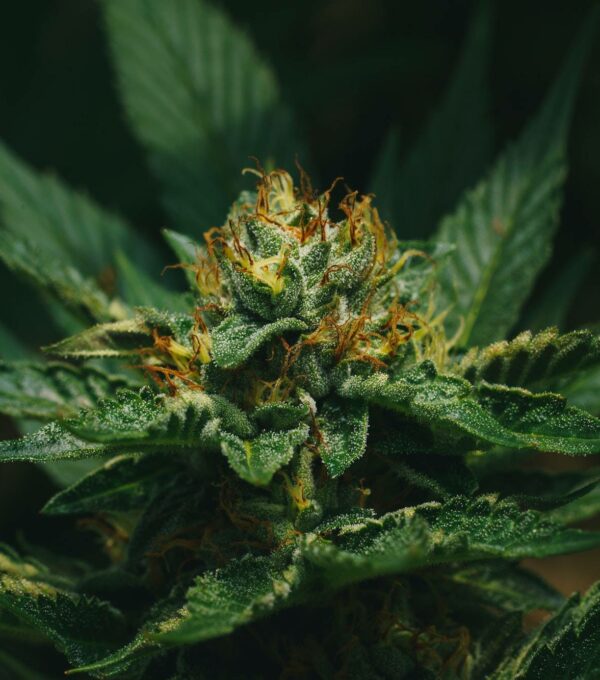 close up shot of marihuana bud blooming