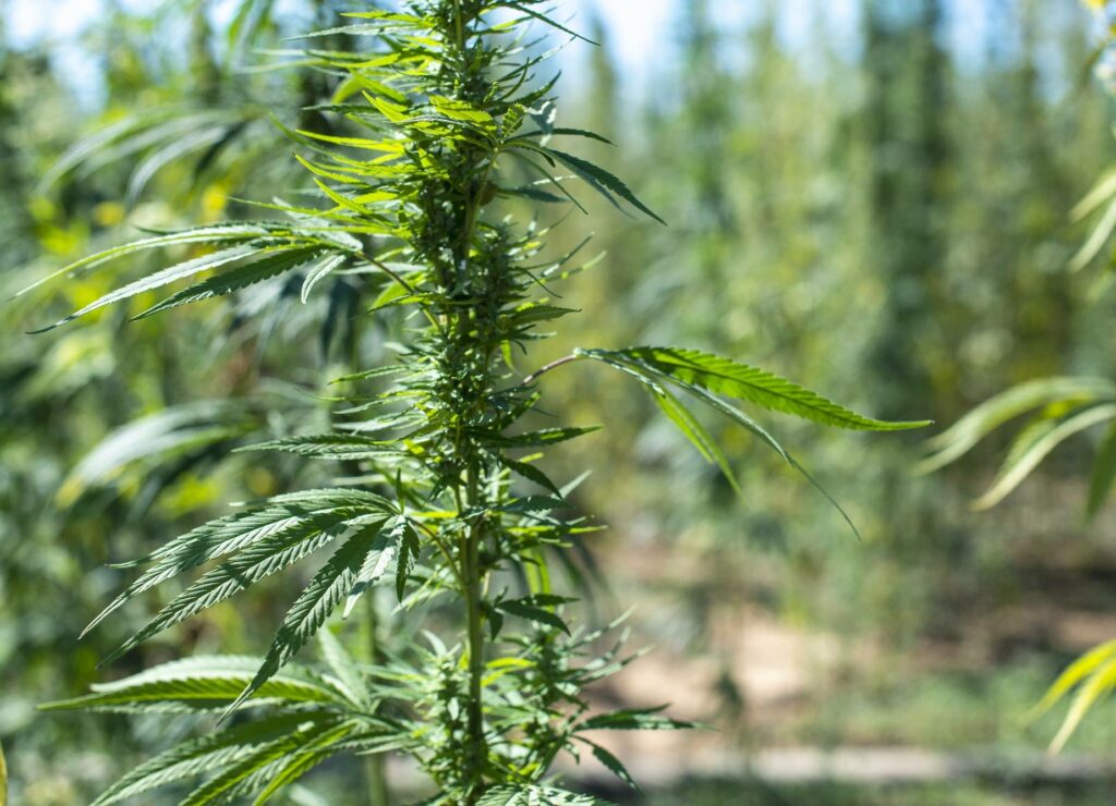 Marijuana farm. Growing Cannabis sativa in farm.