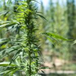 Marijuana farm. Growing Cannabis sativa in farm.