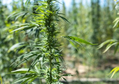 Marijuana farm. Growing Cannabis sativa in farm.