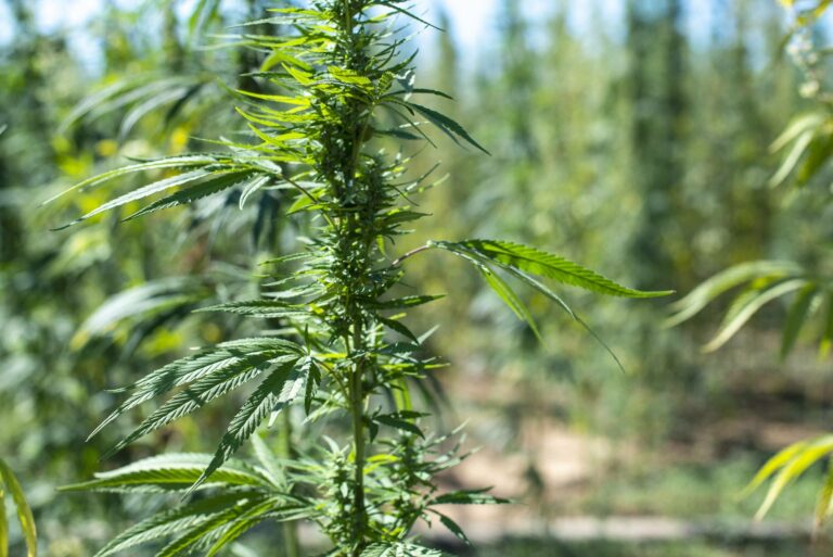 Marijuana farm. Growing Cannabis sativa in farm.