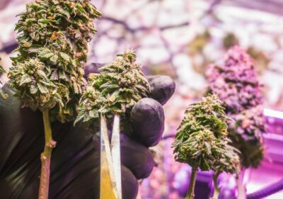 Trimming cannabis buds medical cannabis harvest