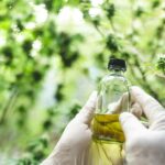 medical scientist with cannabis hemp research in medicine laboratory to make a herbal extract CBD