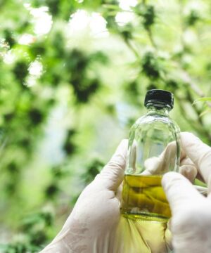 medical scientist with cannabis hemp research in medicine laboratory to make a herbal extract CBD