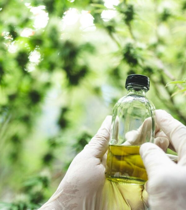 medical scientist with cannabis hemp research in medicine laboratory to make a herbal extract CBD
