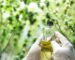 medical scientist with cannabis hemp research in medicine laboratory to make a herbal extract CBD