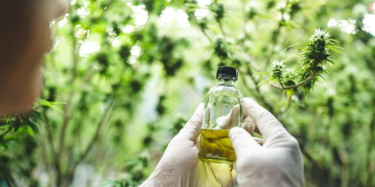 medical scientist with cannabis hemp research in medicine laboratory to make a herbal extract CBD