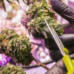 Trimming cannabis buds cannabis harvest