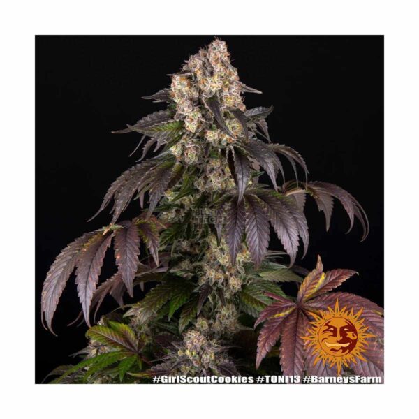 BARNEYS FARM Girl Scout Cookies Fem. 3 Stück