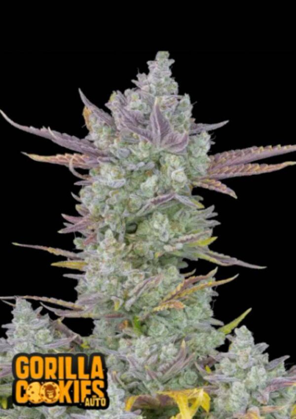 Gorilla Cookies Auto - Fast Buds - 3 Stück