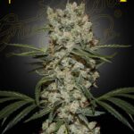 Green House Seed Company - Super Silver Haze (Feminised) - 3 Stück
