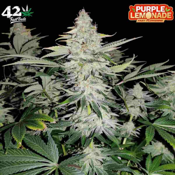 Purple Lemonade FF - Fast Flowering - Fast Buds - 3 Stück