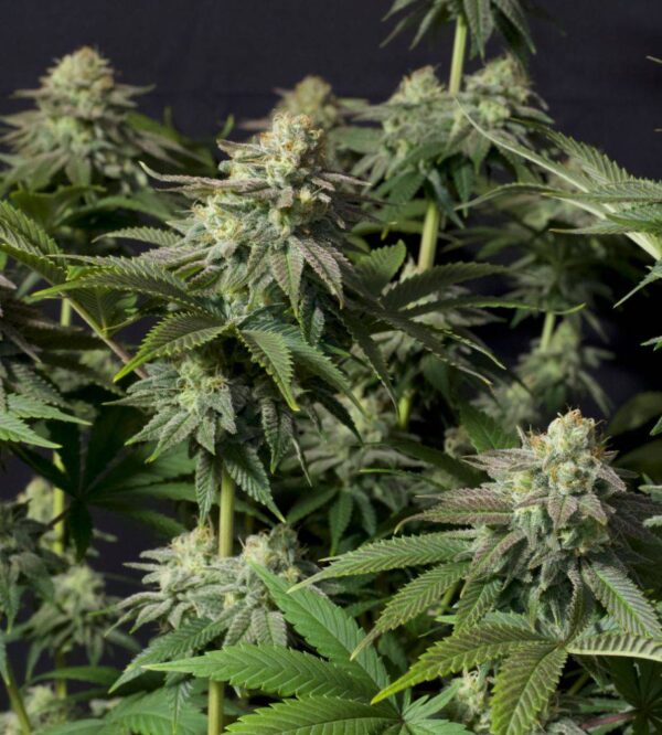 Orange Sherbet FF - Fast Buds - 3 Stück - FastFlower - Feminisiert