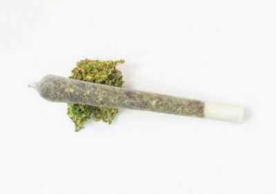 Marijuana joint isolated on white
